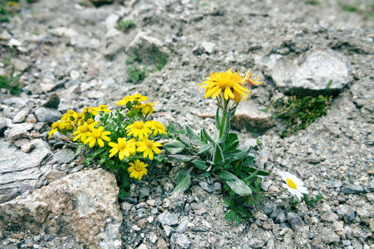 Groundsel (Senecio karjaginii. Astera) on pasturage of slopes of the North Caucasus mountains, 2500 m A.S.L
