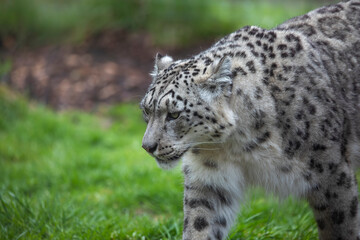 Fototapeta na wymiar Snow leopard, close up portrait.