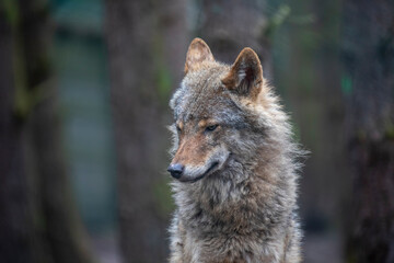timber - grey wolf, Canis lupus, portrait facing towards camera with plain dark background. - 436005249