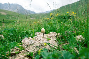 Alp, fell - mountain pasture at an altitude 3000 m A.S.L., Caucasus. In the foreground is dry cowpat and dung mushroom, in the background of the rocky spurs - obrazy, fototapety, plakaty