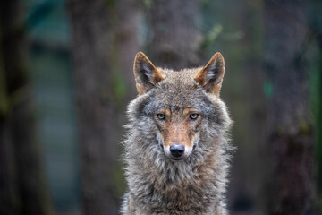 timber - grey wolf, Canis lupus, portrait facing towards camera with plain dark background. - 436005280