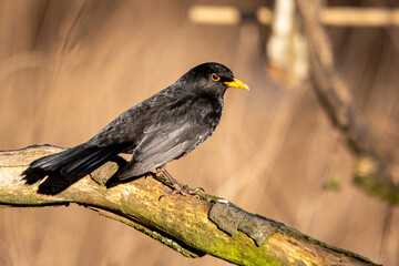 Blackbird perched on old branch