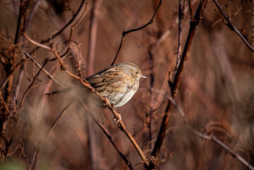 sparrow on a branch