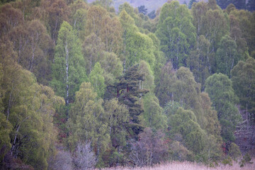 Birch and pine woodland with full foliage during spring in the cairngorms nature park, Scotland.