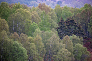 Birch and pine woodland with full foliage during spring in the cairngorms nature park, Scotland. - 436005456