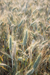 Close-up of wheat in field.
