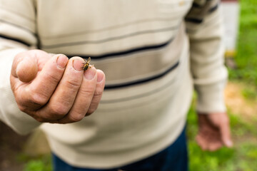 an elderly man holding a bee