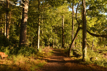 Scenic Footpath Covered in Leaves and Pine Needles