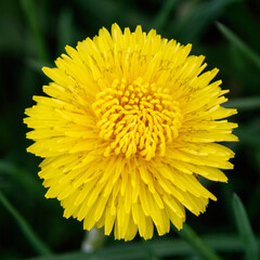 yellow dandelion flower in spring