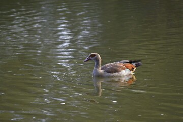 Ducks and Geese