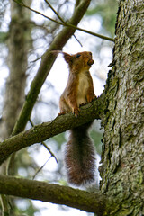 squirrel on tree, looking away