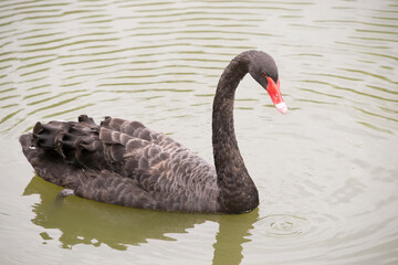 Black swan