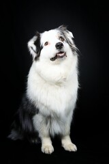 Fototapeta premium dog looking up 
