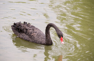 Black Swan feeding