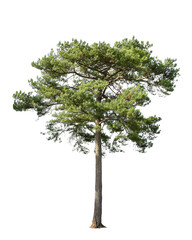 Tropical bush shrub pine tree isolated on white background. This has a clipping path - obrazy, fototapety, plakaty