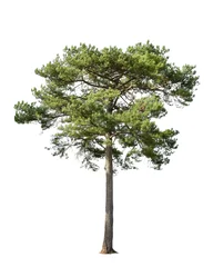 Gordijnen Tropical bush shrub pine tree isolated on white background. This has a clipping path © Rungsan