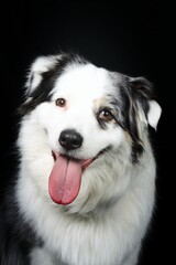 australian shepherd isolated on black 