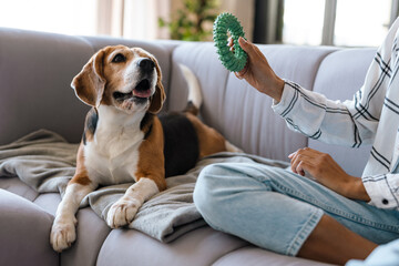 Young african woman in casual wear with beagle puppy