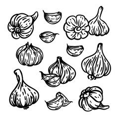 GARLIC Spicy Seasoning For Design Menu Of Restaurant Grocery Store And Food Market In Monochrome Sketch Style Hand Drawn Clip Art Vector Illustration Set For Print