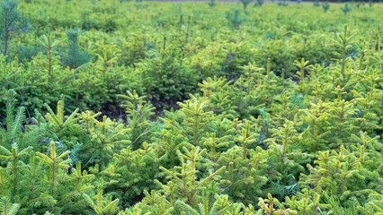 Forest nursery for growing spruce seedlings. Eastern Europe forestry