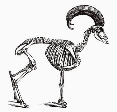 Skeleton of male mouflon ovis gmelini in profile view, after antique engraving from the 19th century