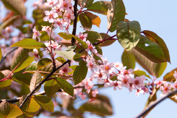 Blossom tree background, nature photography
