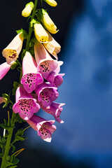 A close up of beautiful foxglove flowers with a blurred background. 