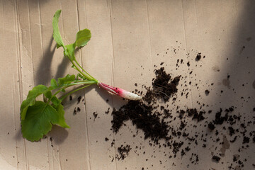 FRENCH RADISH WITH POTTING COMPOST ON BROWN CARDBOARD 