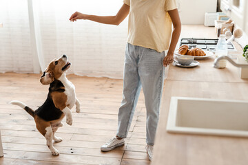 Young african woman and her pet dog beagle at the kitchen