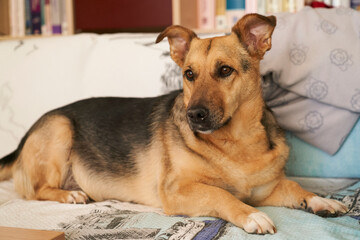 Dog Laying on Sofa at Home. dog portrait .