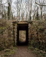 bridge in the old woods
