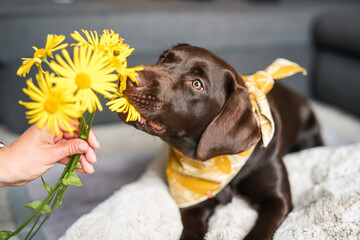Brauner Labrador mit gelben Blumen