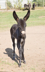 Foal woke up