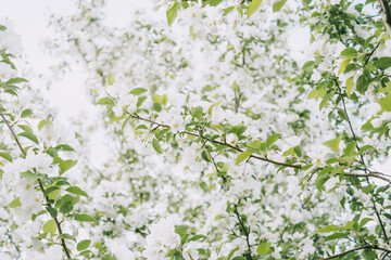 Blooming apple tree close-up. Bright spring photo. Beautiful white flowers. Great image for postcards. The concept of spring, summer, flowering.
