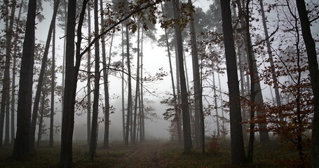 November face of the forest. Strong forest fog on an autumn day.