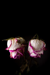 Dried flowers of white roses on  black background. Photo taken under soft artificial light.