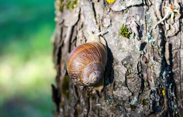 Little Helix pomatia snail crawling on tree bark in summer garden.
