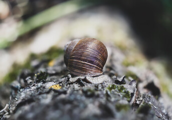 Little Helix pomatia snail crawling on tree bark in summer garden.