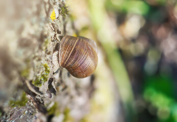 Little Helix pomatia snail crawling on tree bark in summer garden.