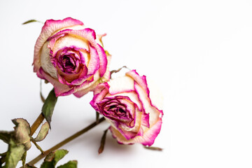 Dried flowers of white roses on a white background. Photo taken under soft artificial light.