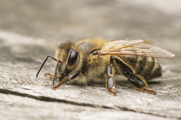 A bee in a beautiful wild garden. 