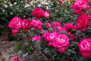 pink roses in garden