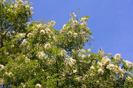 Beautiful white blooming acacia. Robinia pseudoacacia plant.