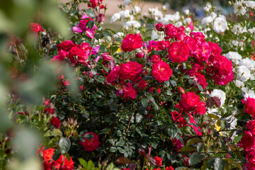 Naklejka premium red and white flowers