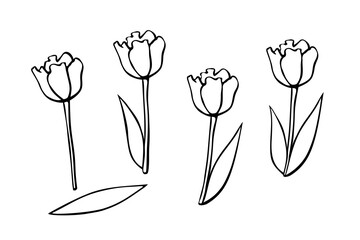 Contoured tulip flower, with or without leaves. Hand drawn design element. Simple black outline illustration in the style of a doodle sketch. Symbol of spring, love, flowering