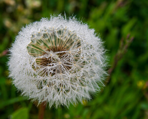 High angle view of dewdrops on mature dandelion flower with seed stems. Selective Focus on dew drops in the foreground. Shallow depth of field