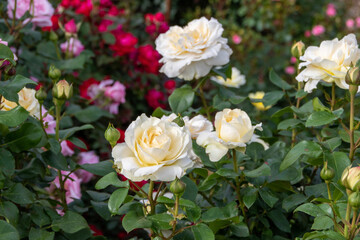 Obraz na płótnie Canvas roses in garden