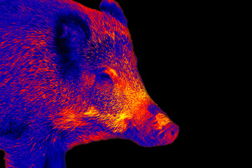 Wild boar in scientific high-tech thermal imager