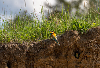Birds bee-eater or Merops apiaster on the slope of the cliff one digs a hole the second sits next...