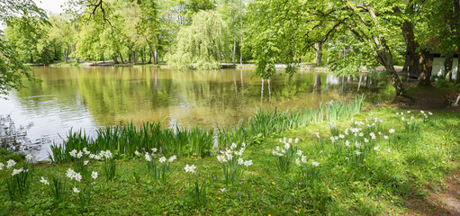 blooming narcissus at the shore of a pond, park landscape Bad Aibling, bavaria in spring - obrazy, fototapety, plakaty